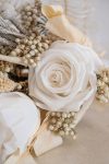 rose blanche montfavet